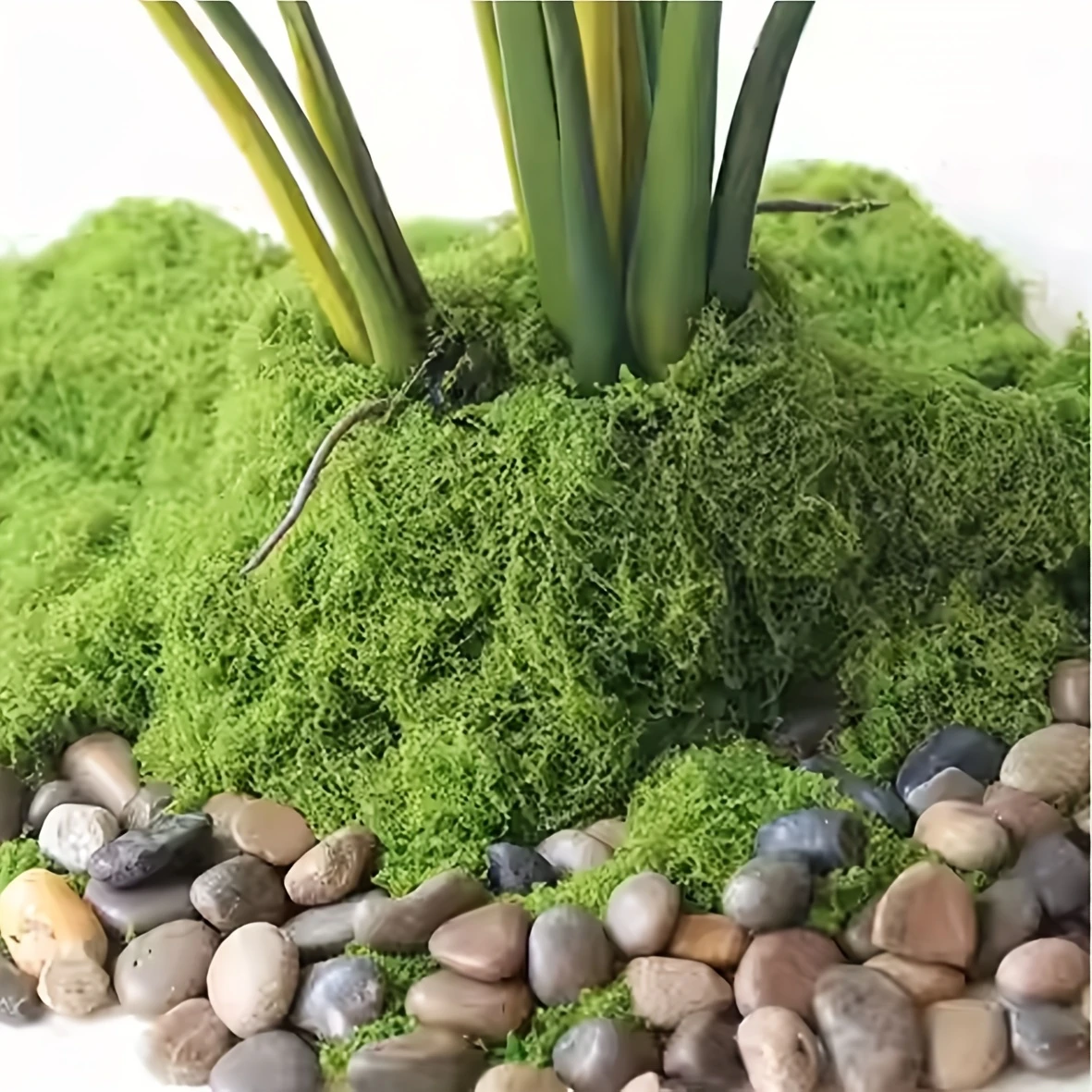 50g Fake Moss DIY Crafts Grass - Sphagnum Moss Dry review and price