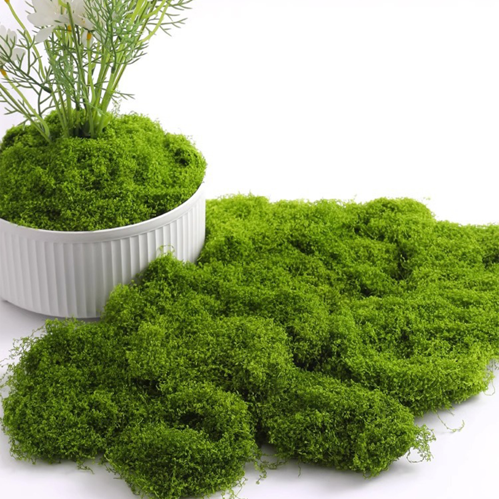Eternal Life Moss DIY Crafts G - Sphagnum Moss Dry review and price