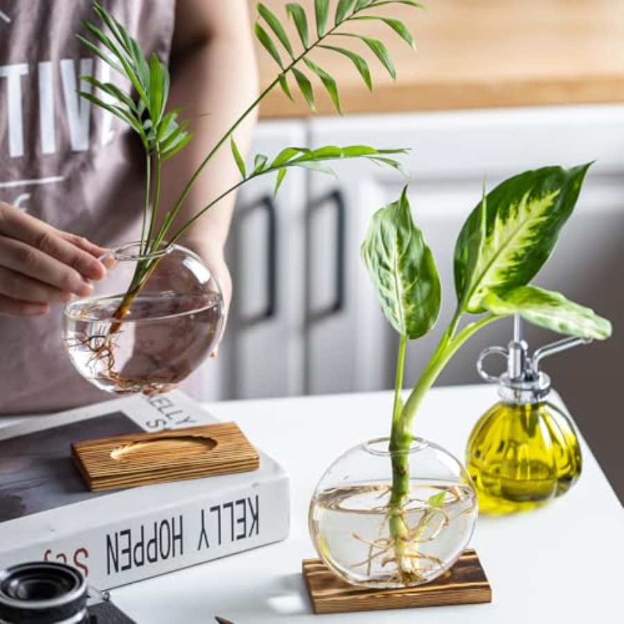 Glass Planter Propagation Stat - Propagation Station Vase review and price