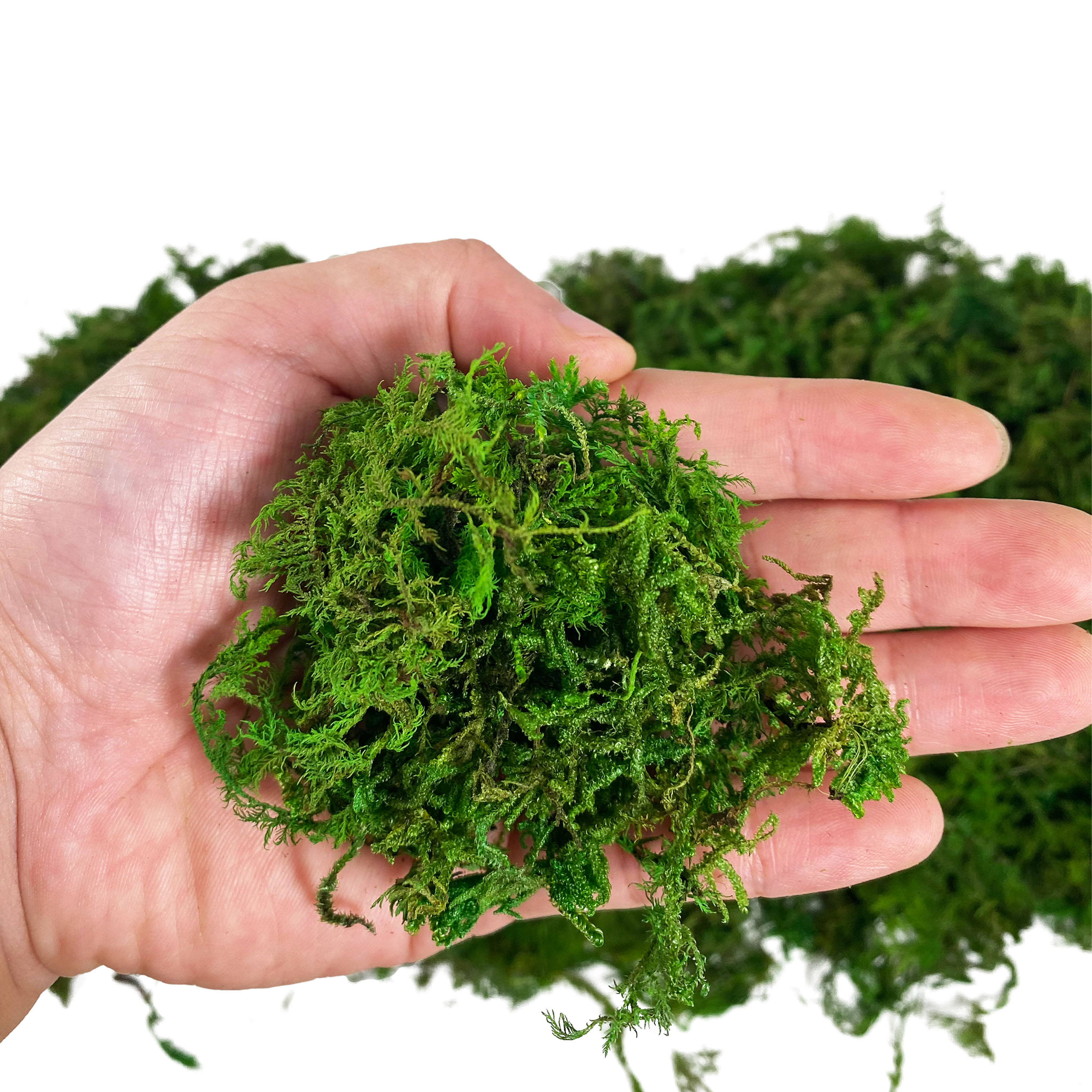 Artificial Fake Moss, Craft Mo - Sphagnum Moss Dry review and price