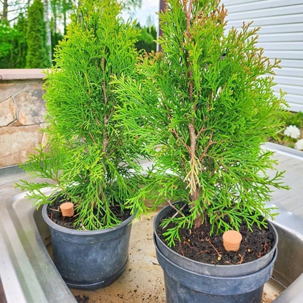 4Pcs Terracotta Material Autom - Self Watering Insert review and price