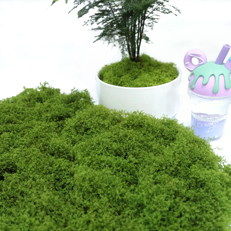 50g Fake Moss DIY Crafts Grass - Sphagnum Moss Dry review and price