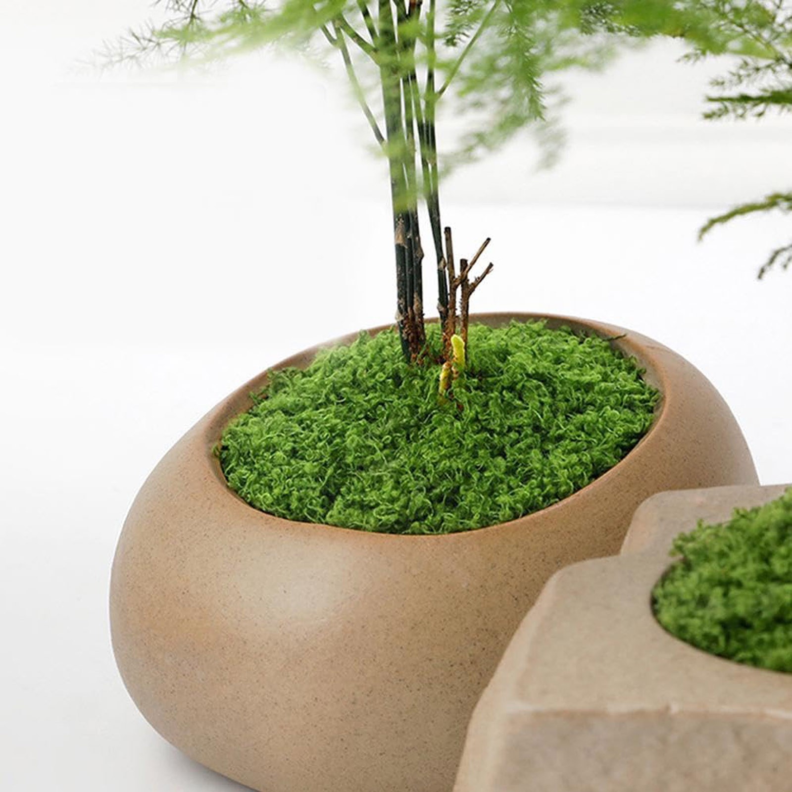 50/200g Artificial Moss For De - Sphagnum Moss Dry review and price