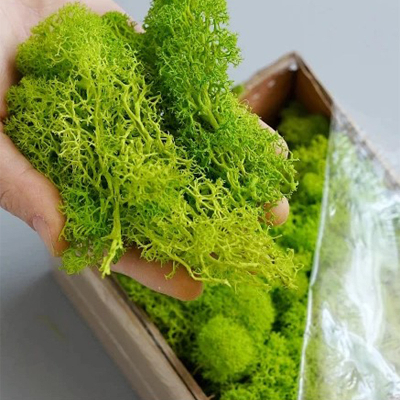 20/40/100g Eternal Life Moss D - Sphagnum Moss Dry review and price