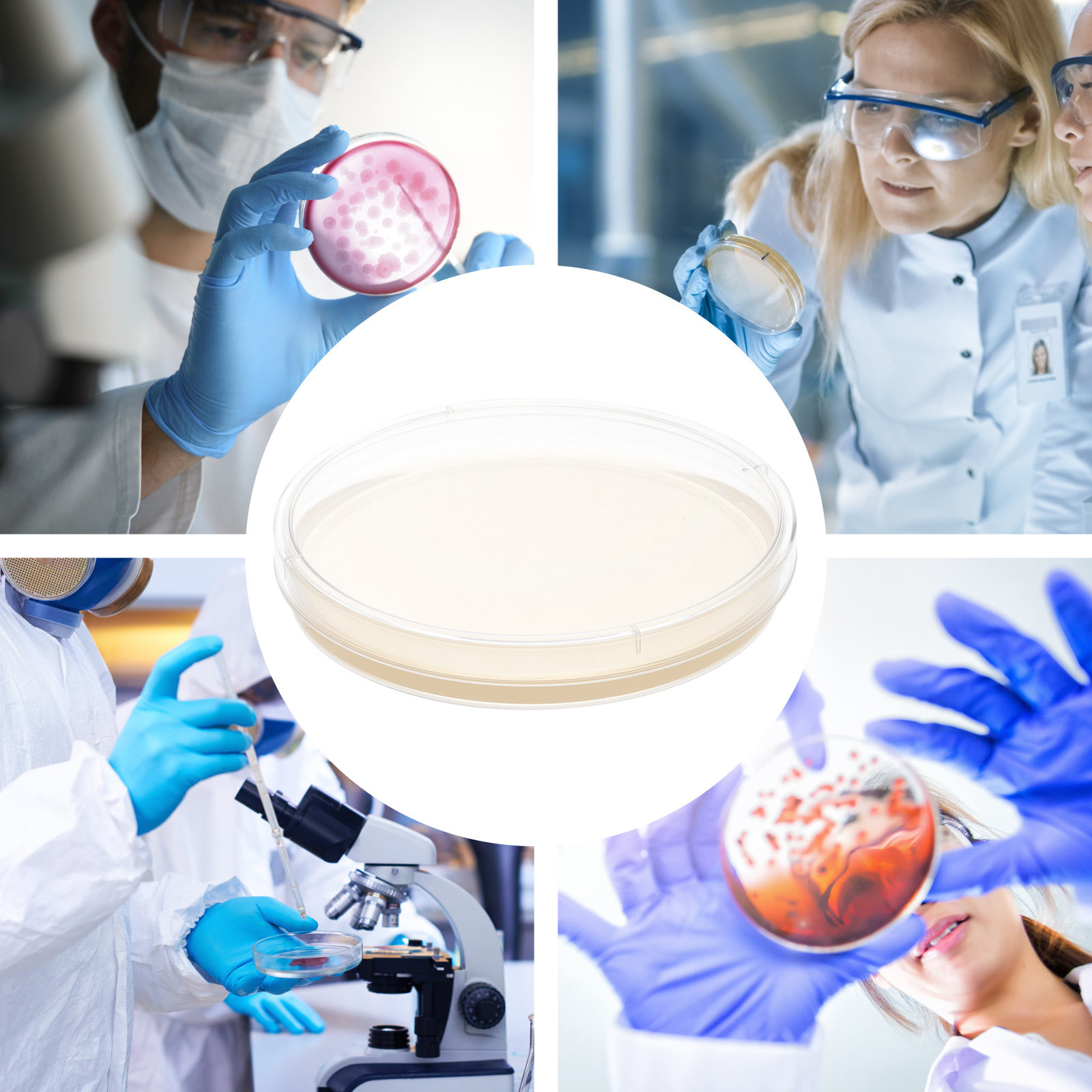 10pcs Nutrient Agar Plates Pre - Agar Tissue Culture review and price