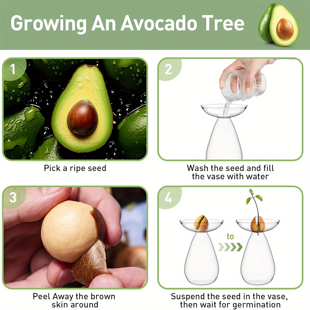 Avocado Seed Starter Hydroponi - Propagation Station Vase review and price