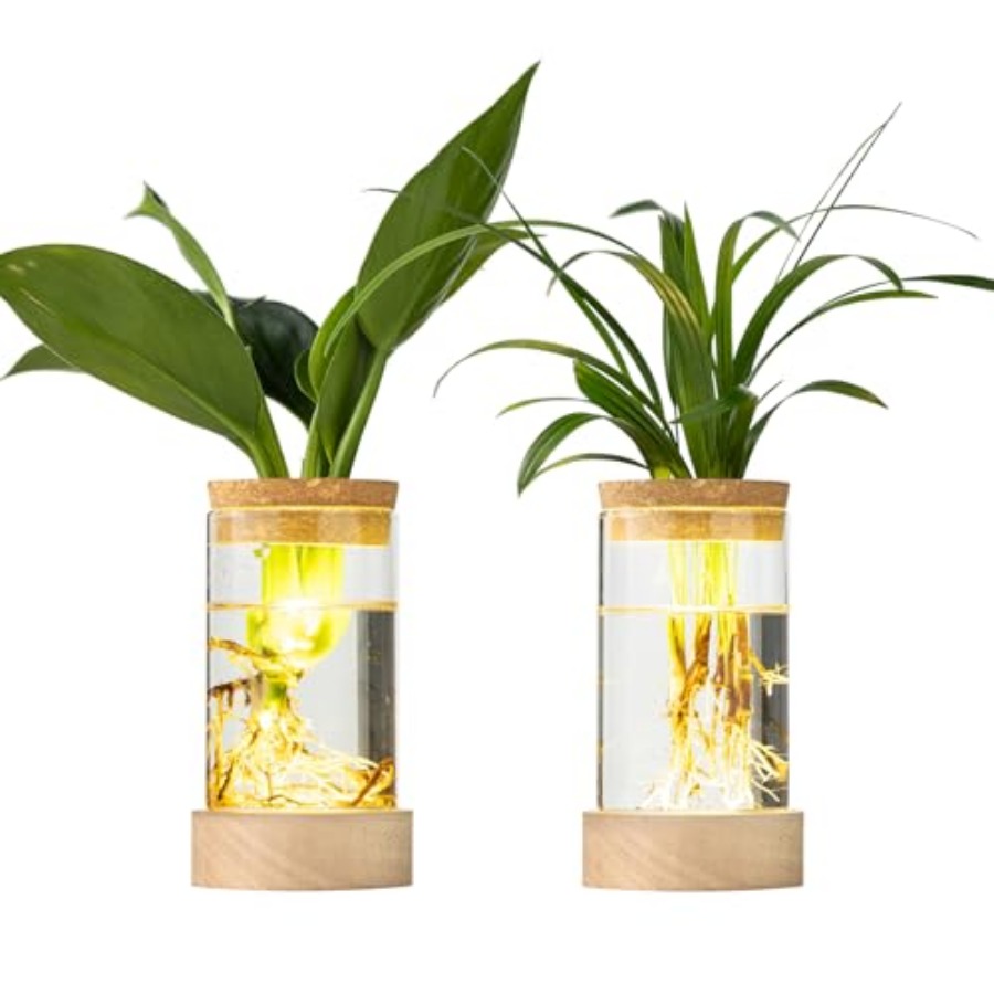 Glass Plant Propagation Statio - Propagation Station Vase review and price
