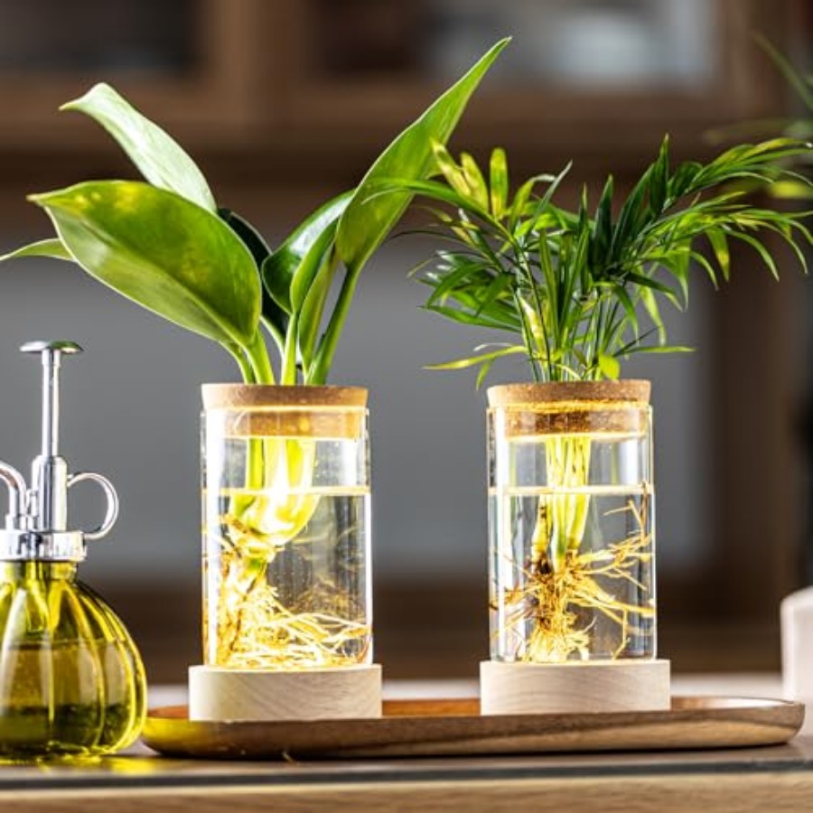 Glass Plant Propagation Statio - Propagation Station Vase review and price