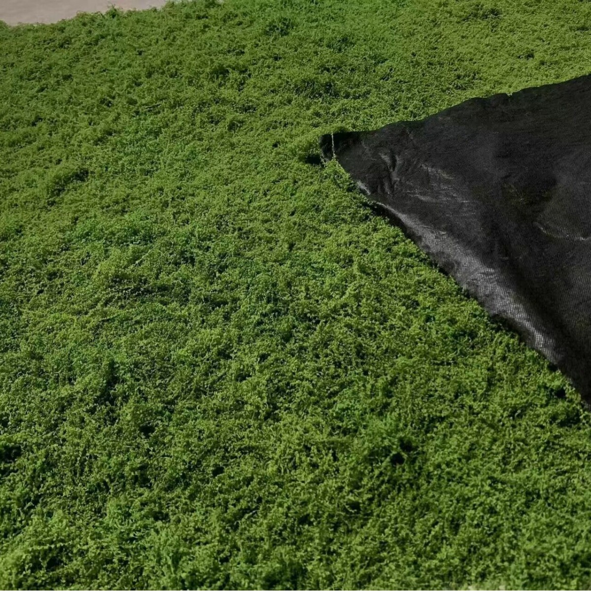 1*1m Fake Moss DIY Crafts Gras - Sphagnum Moss Dry review and price