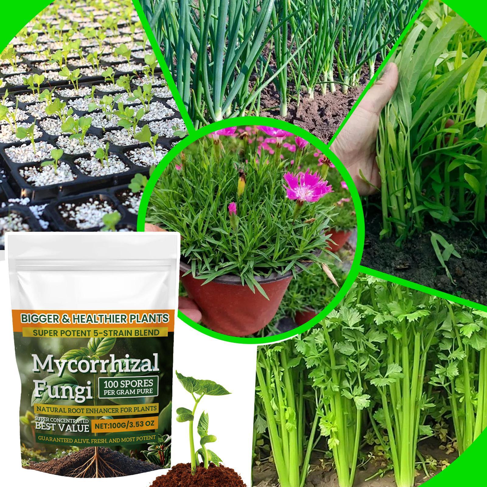 Plant Growth Enhancer Powder 1 - Rooting Hormone Powder review and price