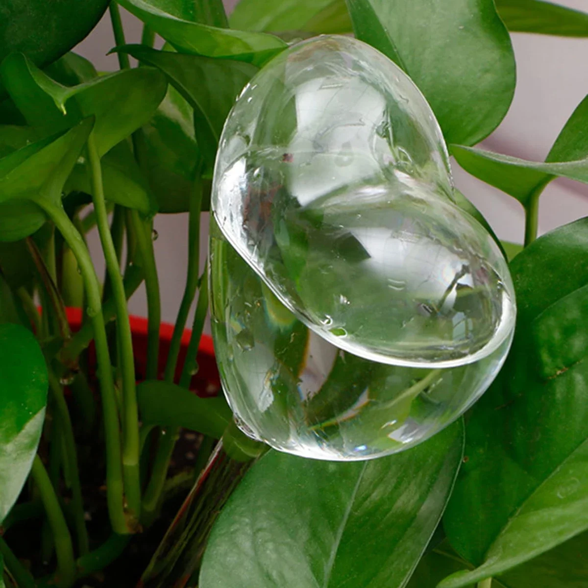 1pc Automatic Plant Watering B - Self Watering Insert review and price