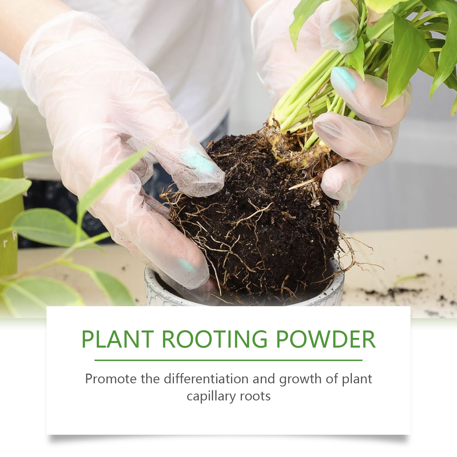 100g Plant Rooting Powder for  - Rooting Hormone Powder review and price