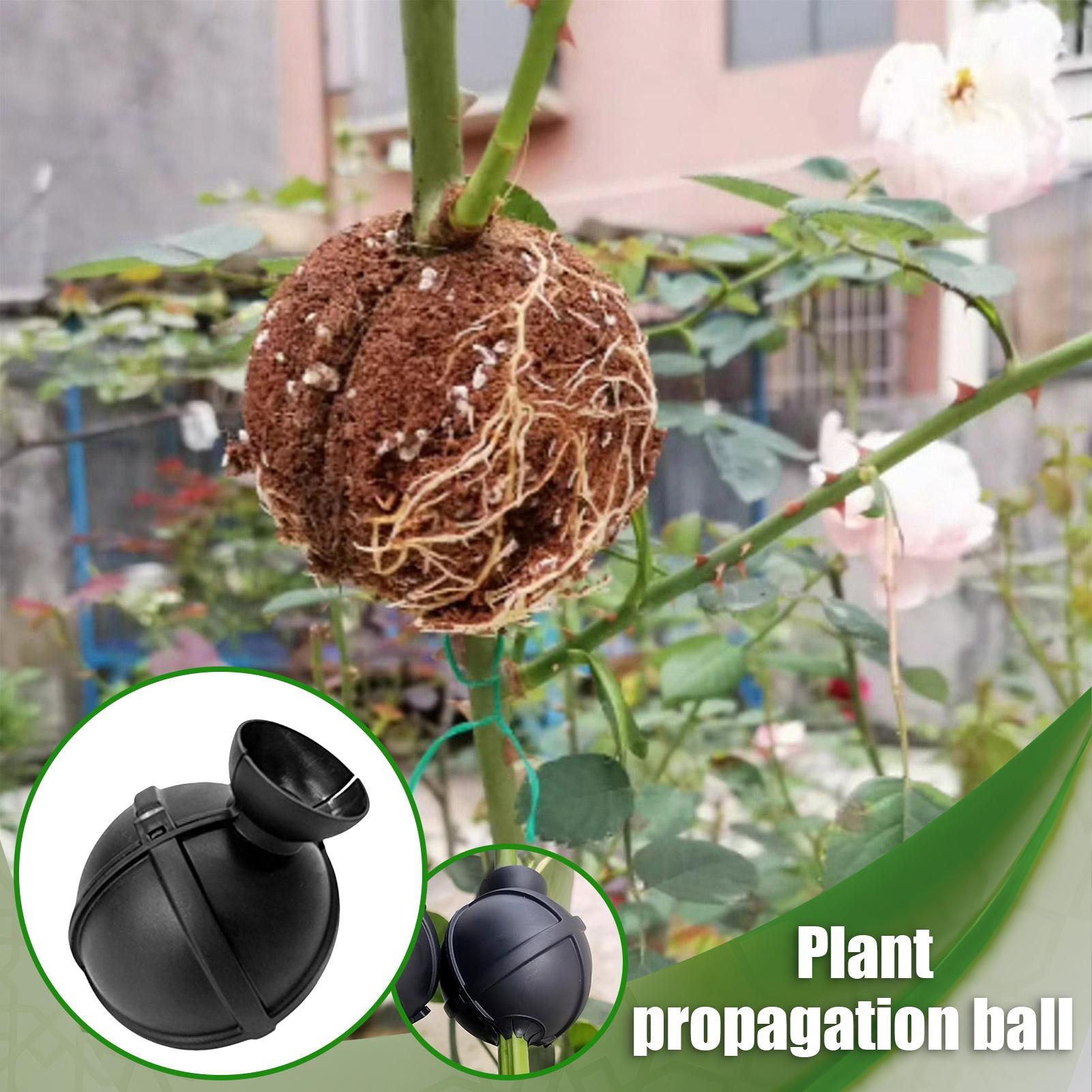 Garden Orchard Plants Grafting - Rooting Gel Clone review and price