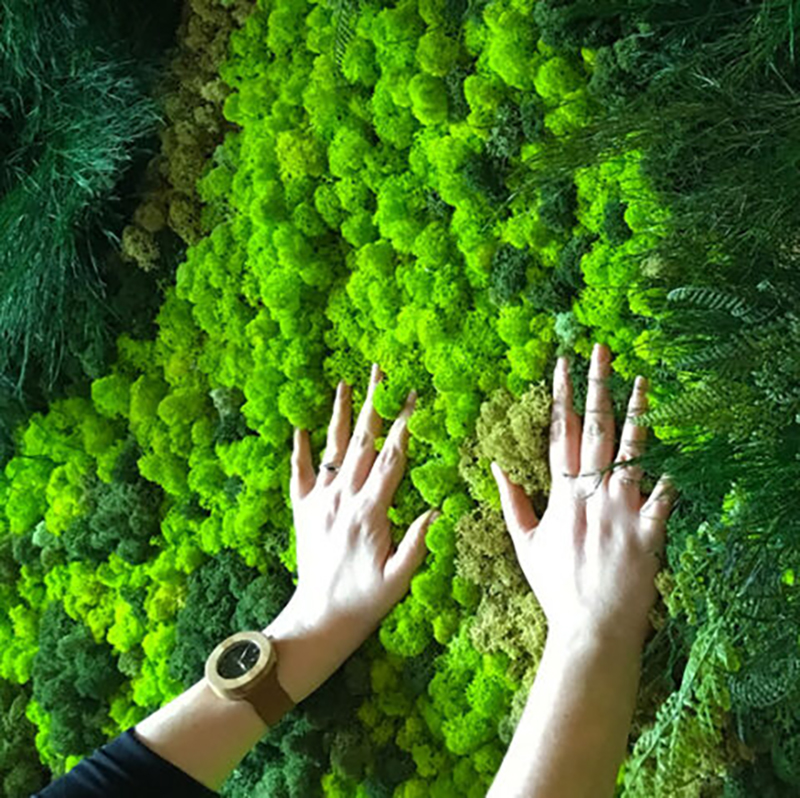 40/20g Artificial Moss Grass G - Sphagnum Moss Dry review and price